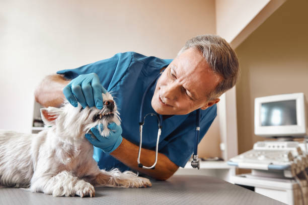 Best Pediatric Emergency Dentist in El Dorado Springs, MO